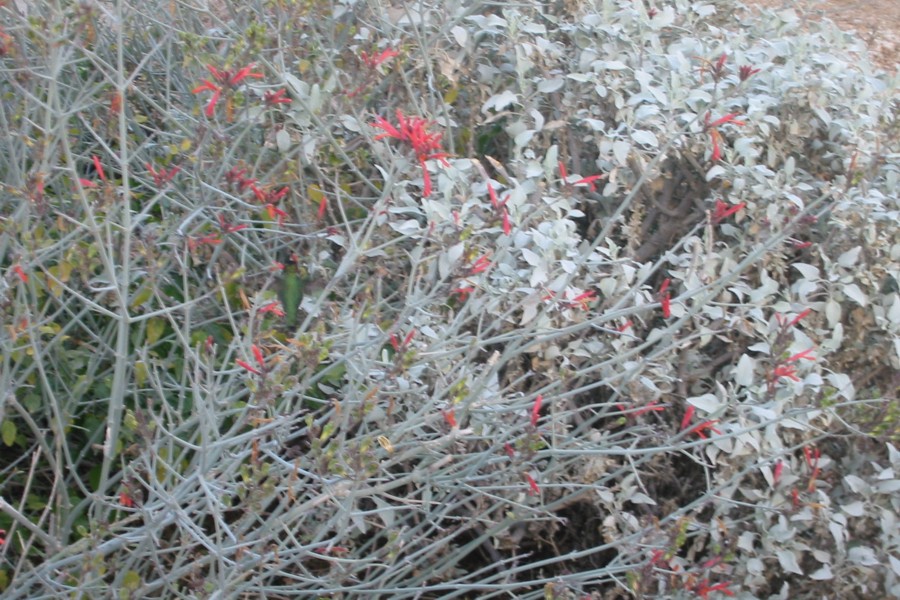 ../image/hummingbird at pinnacle peak 4.jpg